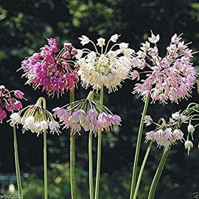 Biosnyg Disease-Resistant Nodding Onion Flower Seeds For Gardening-(3000 Seeds) Seed(3000 per packet)