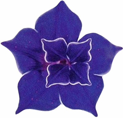 CYBEXIS VVI-4 - Morning Glory Climbing Flower Blue - (100 Seeds) Seed(100 per packet)