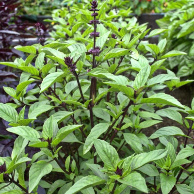 Qualtivate XLL-45 Licorice Basil Seeds Seed(1000 per packet)