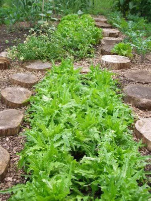 VibeX ® VMR-588 OAK LEAF LETTUCE Lactuca Sativa Seed(200 per packet)