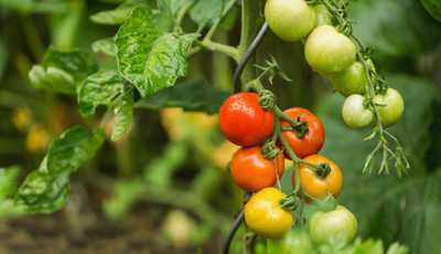 SIDDHARTH FISH FARM tomato Seed(145 per packet)