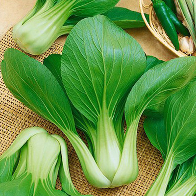 Quentova Pakchoi Genghis Khan-VXI-8G Seed(300 per packet)