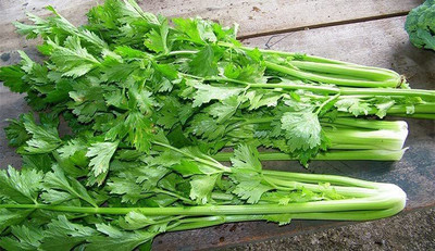 VibeX ® VLR-94 Celery Celeriac Turnip-Rooted Seed(500 per packet)