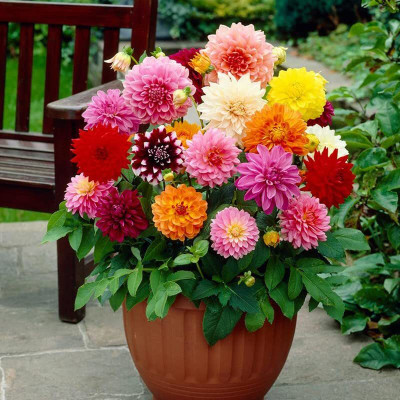 Epazo Hybrid mulitcolour dahlia Seed(38 per packet)