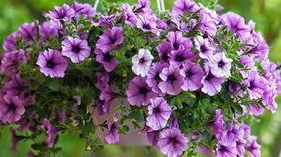 Seedsqlty Petunia flower seeds mix colour Seed(20 per packet)