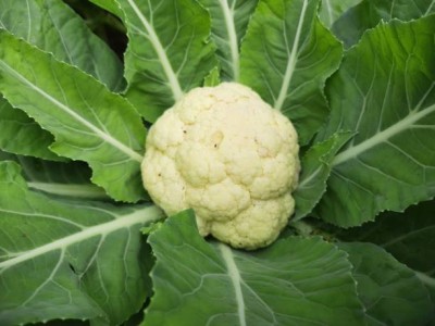 Bonfiglioli white cauliflower,gobhee seeds Seed(40 per packet)