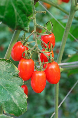 Radhakrishna tomato Seed(25 per packet)