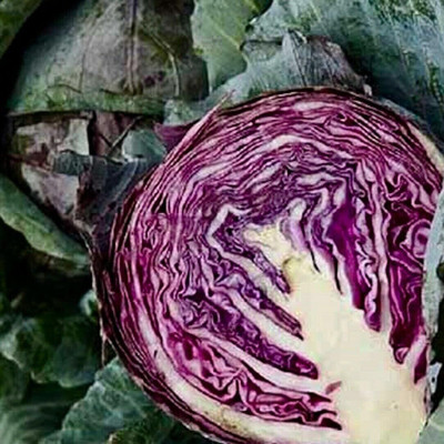 WILLVINE VMR -III Red Acre Cabbage - Brassica oleracea [2.5g] Seed(750 per packet)