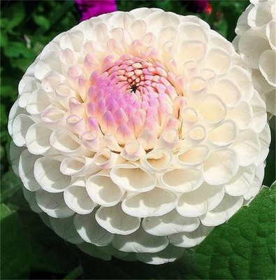Qualtivate VXI-237 White Red Dahlia Charming Flower Seed(50 per packet)