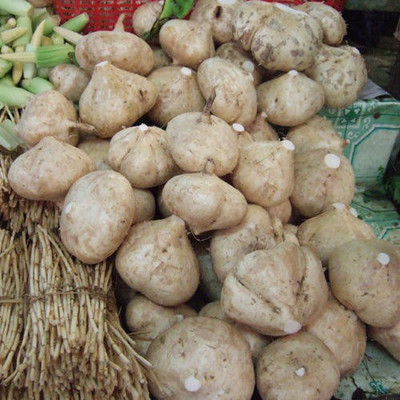 GreenHorizon Yam Bean / Jicama / sak aloo / saag aloo / sag alu Seed(20 per packet)
