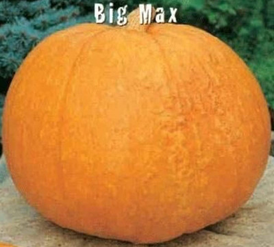 CRGO DIOART-ART-™Pumpkin Seeds-20 SEEDS-PS154 Seed(20 per packet)