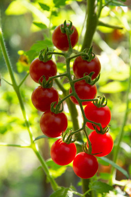 RDK tomato Seed(115 per packet)