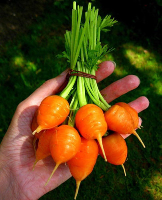 BDSresolve Round carrot seeds PACK OF 168 Seed(168 per packet)