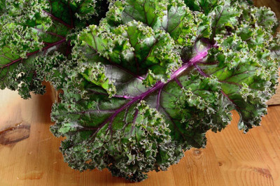WILLVINE SCI -VI Red Russian Kale Seeds for Planting [2.5g] Seed(750 per packet)