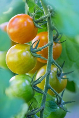 Chipku tomato Seed(110 per packet)