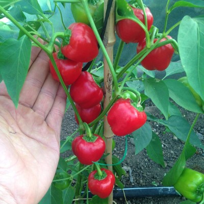 VibeX KGF -37 - Premium Hybrid Red Capsicum - (450 Seeds) Seed(450 per packet)