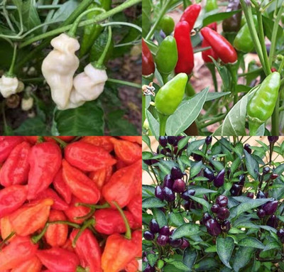 ibains Eagle chilli seeds beez 57 Seed(57 per packet)