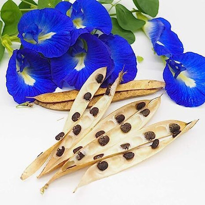 PGD Blue Shankupushpam/Aparajitha/Sangu Poo/Clitoria ternatae Seed(50 per packet)