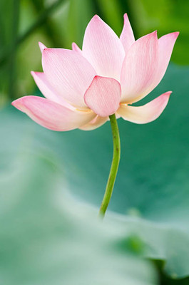 Shree Ganga Enterprise lotus,kamal gatta Seed(11 per packet)