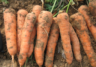 VINSIN Orange Carrot Gajar Seed(200 per packet)