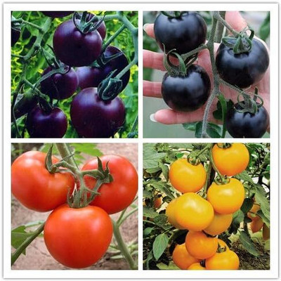 ActrovaX Tomato Seed(10 g)