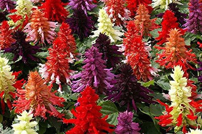 CYBEXIS SALVIA MIXED FLOWER SEEDS Seed(1 g)