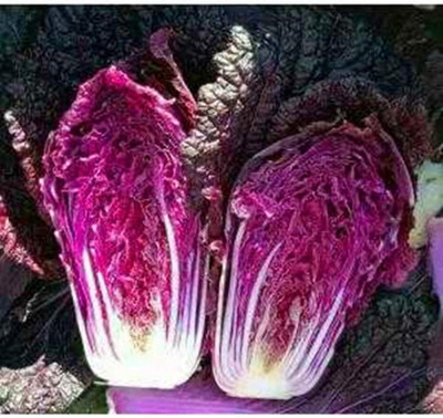 KNESSiN Cabbage Purple Seed(1250 per packet)