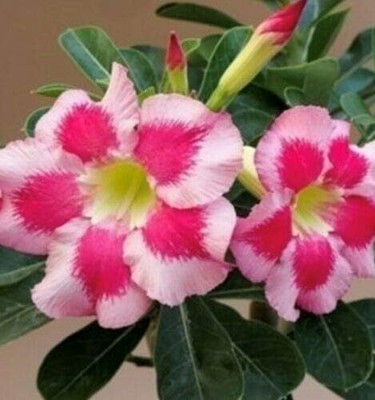 Qualtivate XL-594 Adenium obesum (Desert Rose)Seeds Seed(30 per packet)
