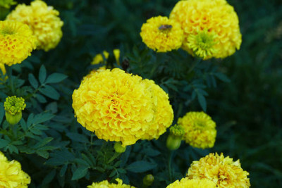 Tastism marigold/gende ka phool flower seeds Seed(50 per packet)