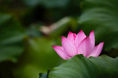 worldex lotus,kamal gatta Seed(10 per packet)