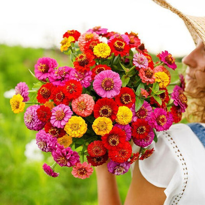 Quentova Zinnia Lilliput Mix-LNT-9L Seed(75 per packet)