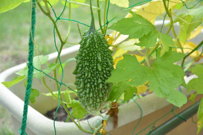 abiswas bitter gourd,karela seeds Seed(30 per packet)