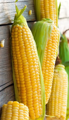 CYBEXIS XLR-23 - Sugar Sweet Corn - (250 Seeds) Seed(250 per packet)