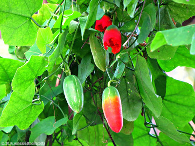 Arshiayat Ivy Gourd - Kovakkai - Coccinia Organic Seed(5 per packet)