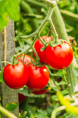 voorkoms tomato Seed(135 per packet)