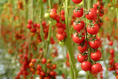 GOYAL GROUP tomato Seed(60 per packet)