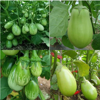 ibains Big size brinjal seed pack of 410 Seed(410 per packet)