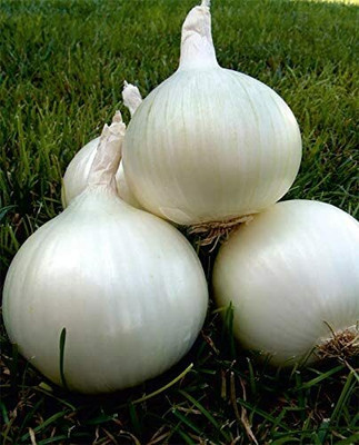 CYBEXIS White Grano Onion Vegetable Seeds1000 Seeds Seed(1000 per packet)