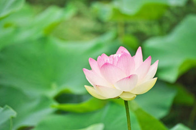 Sakshi Farms lotus,kamal seeds Seed(13 per packet)