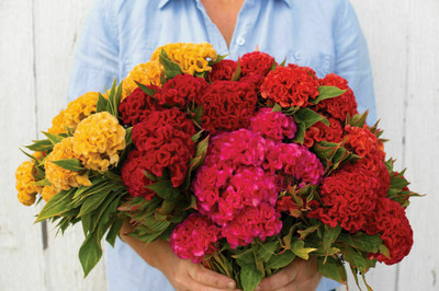 UGRA GIANT COCKSCOMB MIX Seed(10 per packet)