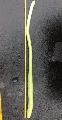 Qualtivate XXX-6A Italian Climbing Zucchini Snake Squash Gourd Seed(25 per packet)