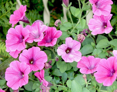 Quentova Pink Petunia Flower-DLX-6P Seed(75 per packet)