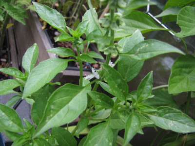 Qualtivate XLR-27 Basil Seeds - Minette Compact Seed(1000 per packet)