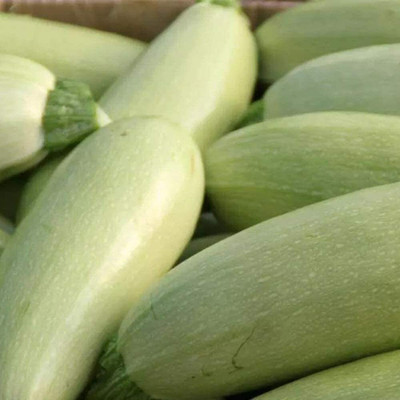 CYBEXIS Fresh Unique Climbing Zucchini Seeds100 Seeds Seed(100 per packet)
