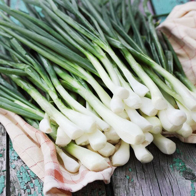 WILLVINE MEH -IX Nebuka Evergreen Bunching Onion [50g] Seed(30000 per packet)