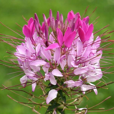 Aywal Cleome Flower Hybrid Seed(130 per packet)