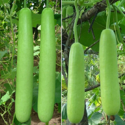NurseryFriends Long Bottle Gourd - Calabash-Lauki-Ghiya-Lau Hybrid Vegetable Seed Seed(50 per packet)