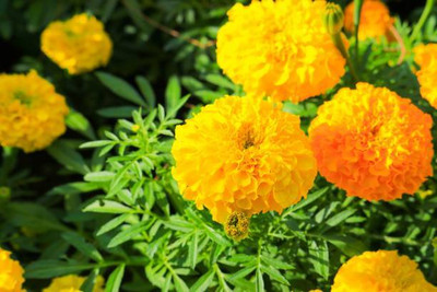 JDM marigold/gende ka phool flower seeds Seed(50 per packet)