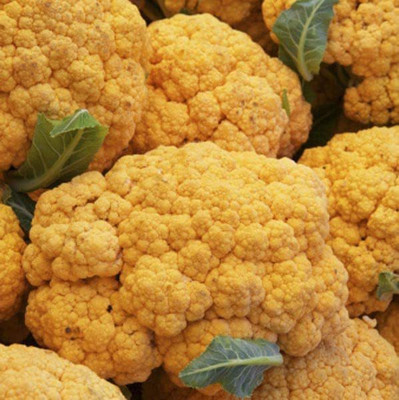 VibeX ® RXI-331 Yellow (Phool Gobi) Vegetable Seeds Seed(200 per packet)