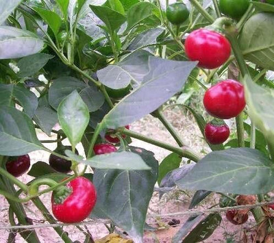 Biosnyg High Germination RED CHERRY SWEET CHILLI Seeds For Gardening-(4000 Seeds) Seed(4000 per packet)
